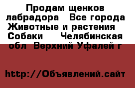 Продам щенков лабрадора - Все города Животные и растения » Собаки   . Челябинская обл.,Верхний Уфалей г.